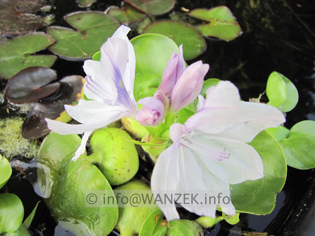 Eichhornia crassipes - Bluete1.JPG